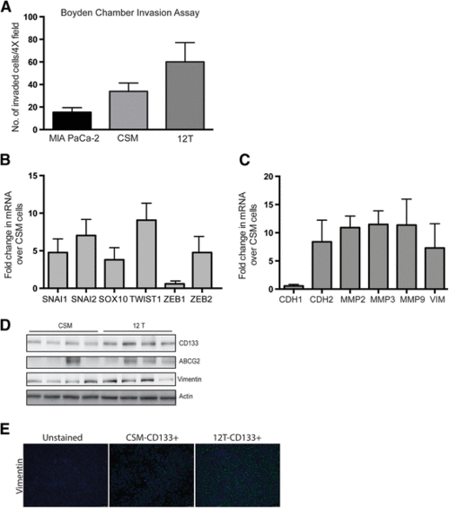 Cd的分子量？CD48个可以活多久