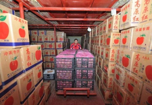 苹果在冷库可以放多长时间？苹果存放多久