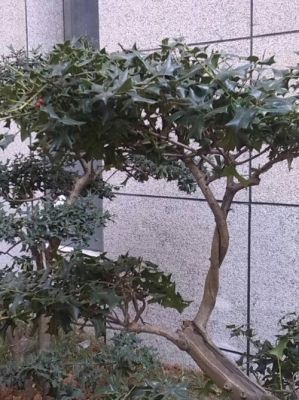 枸骨树裸根冬天移栽成活率高吗？一般散底座用多久
