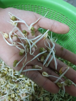 豆芽的正确栽种方法？（豆芽怎么种）